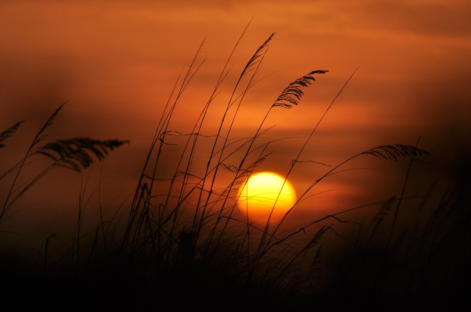 Sun setting behind sea oats at Fort Myers Beach