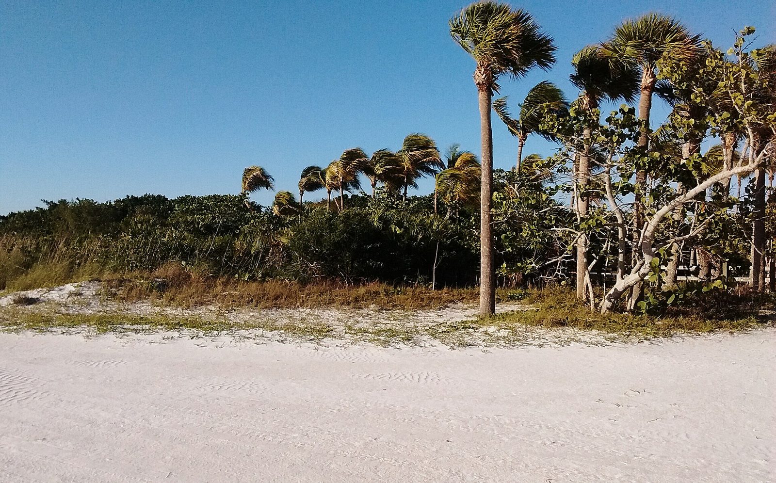 Palm trees and white sand along the beach at Lovers Key